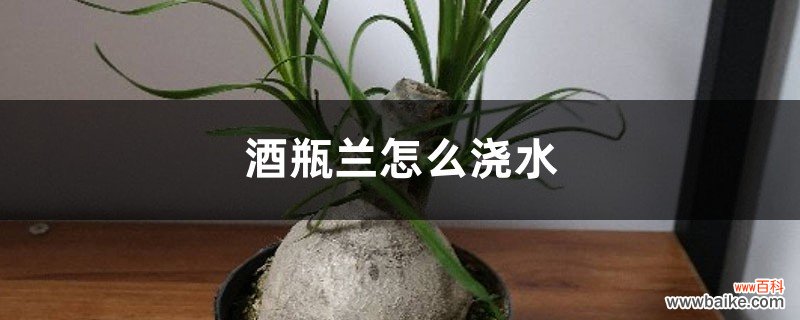 酒瓶兰怎么浇水