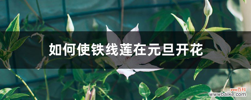 如何使铁线莲在元旦开花