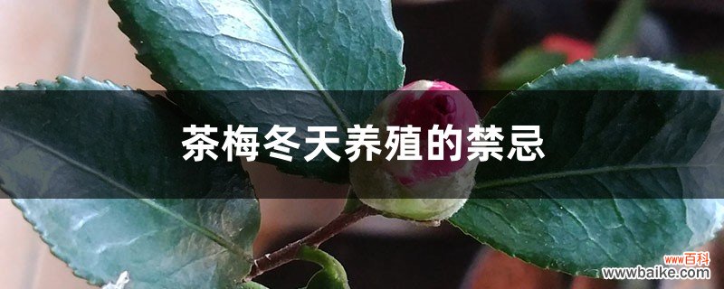 茶梅冬天养殖的禁忌