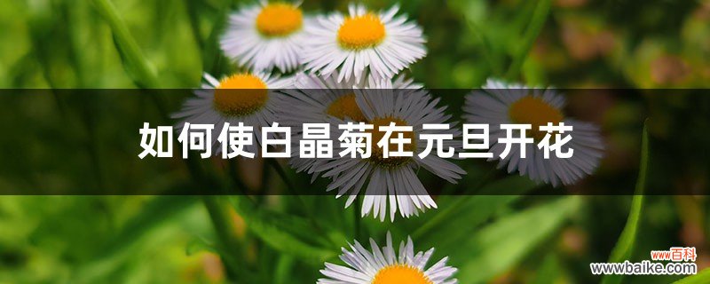 如何使白晶菊在元旦开花