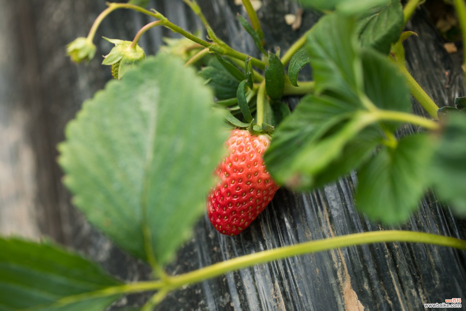 冬季草莓的种植方法