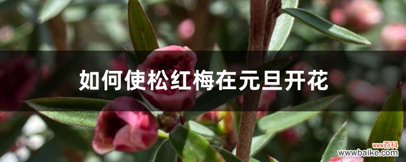 如何使松红梅在元旦开花