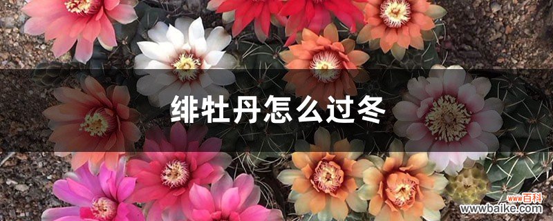 绯牡丹怎么过冬