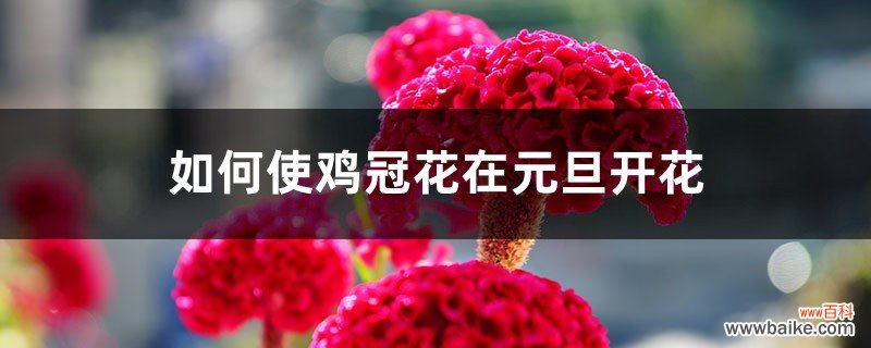 如何使鸡冠花在元旦开花