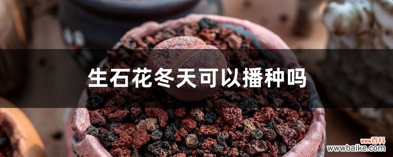 生石花冬天可以播种吗