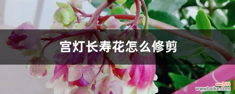 宫灯长寿花怎么修剪