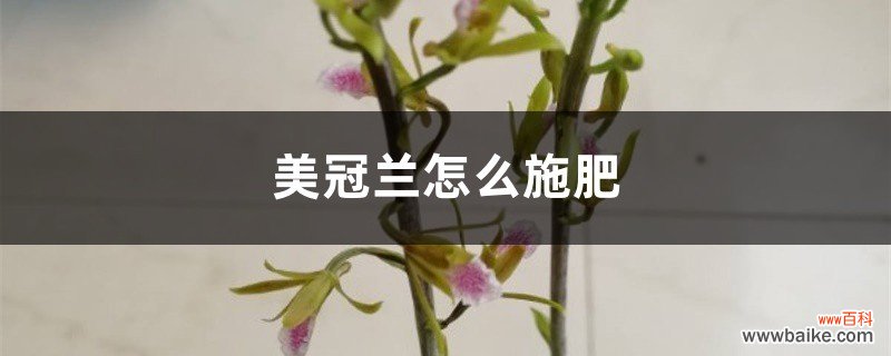 美冠兰怎么施肥