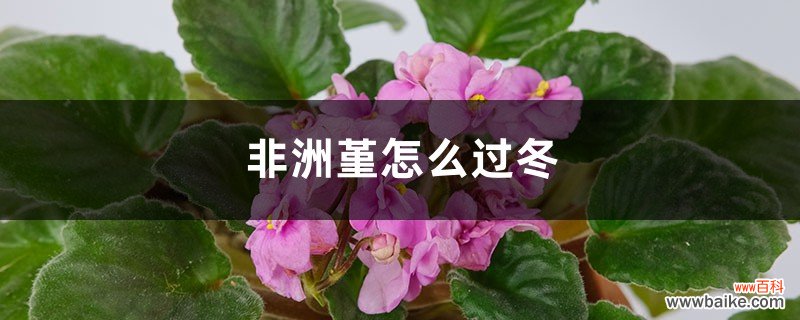 非洲堇怎么过冬