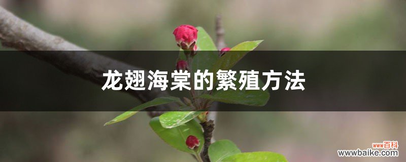 龙翅海棠的繁殖方法