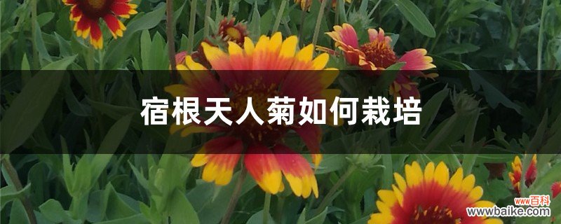 宿根天人菊如何栽培