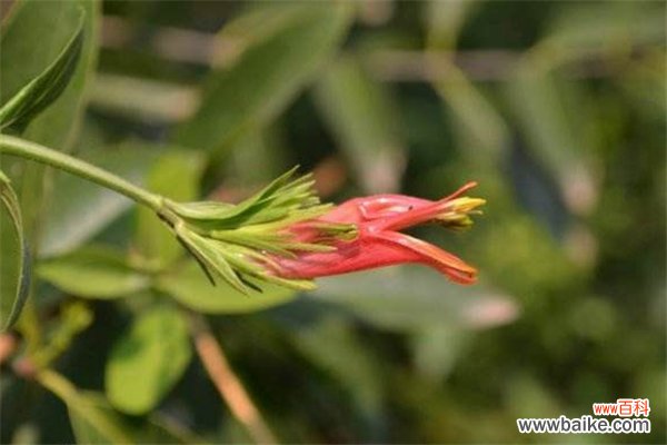 鳄嘴花怎么繁殖