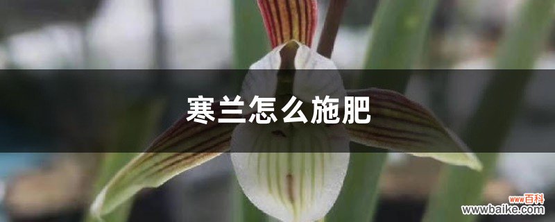 寒兰怎么施肥