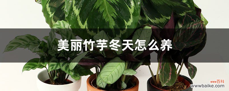 美丽竹芋冬天怎么养