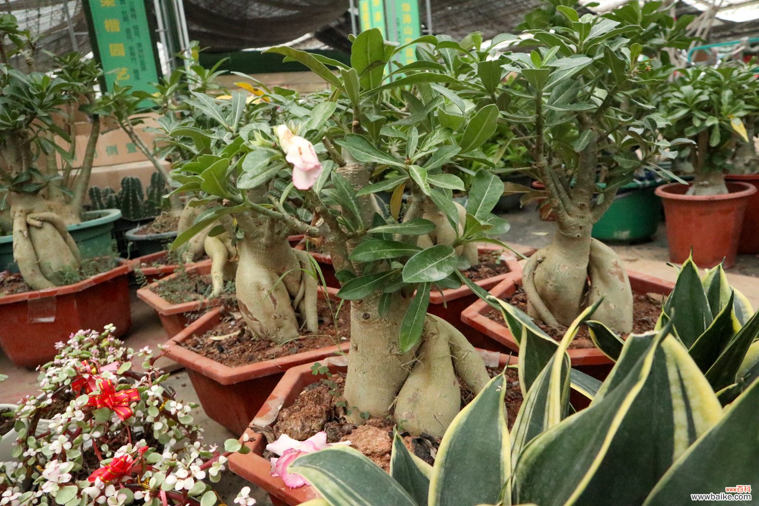 沙漠玫瑰冬季养殖方法