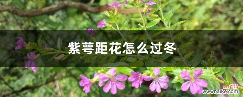 紫萼距花怎么过冬