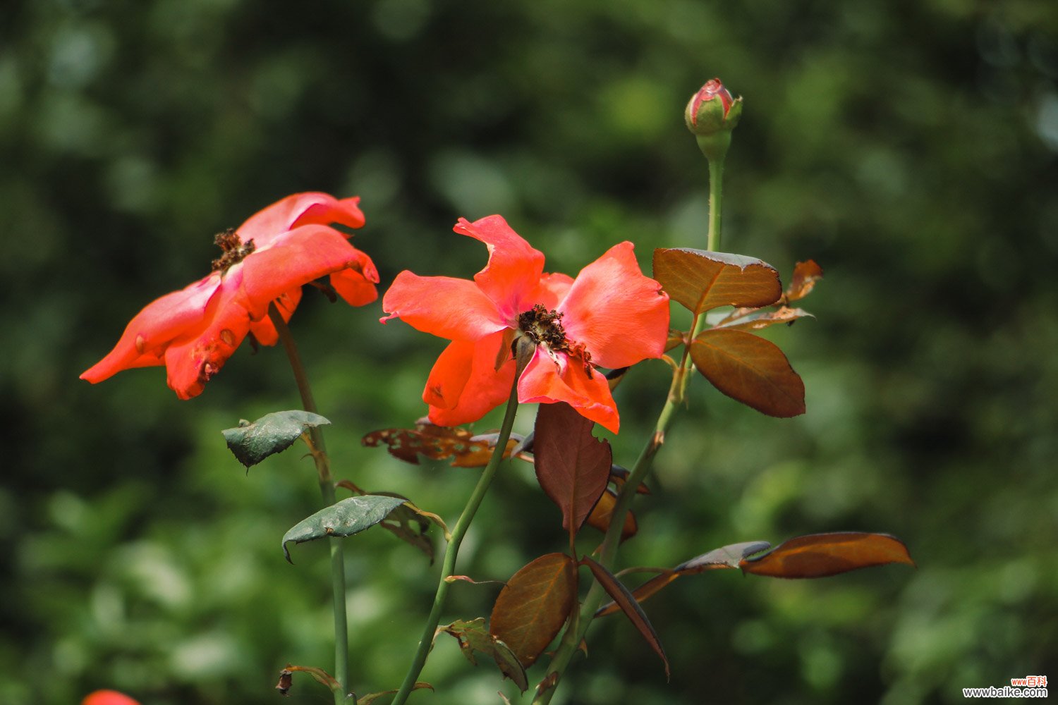 月季花冬季怎么修剪