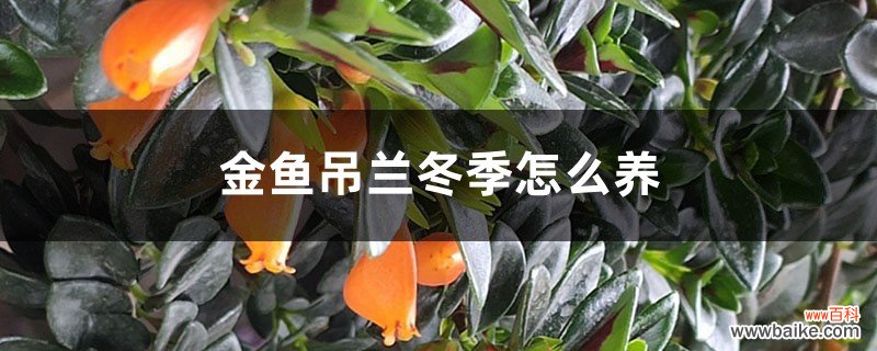 金鱼吊兰冬季怎么养