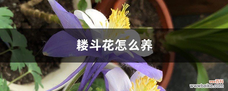 耧斗花怎么养