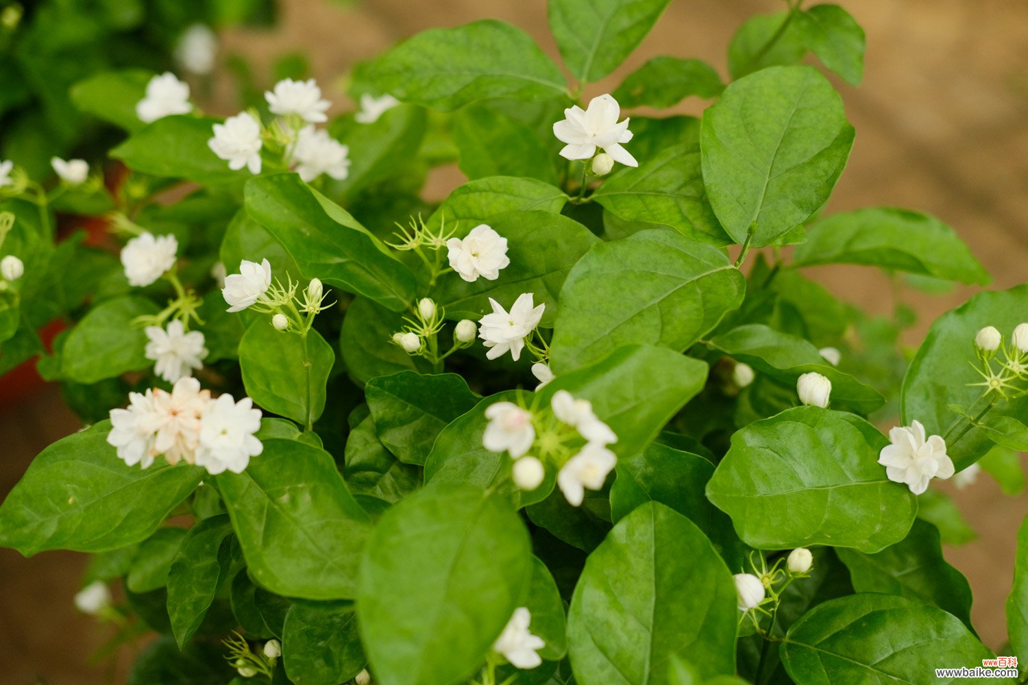 怎样在冬季养活茉莉花