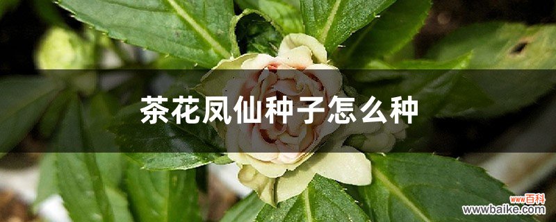 茶花凤仙种子怎么种