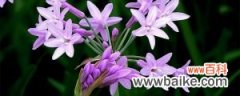 紫娇花种子怎么种