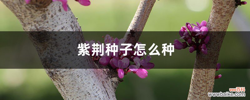 紫荆种子怎么种