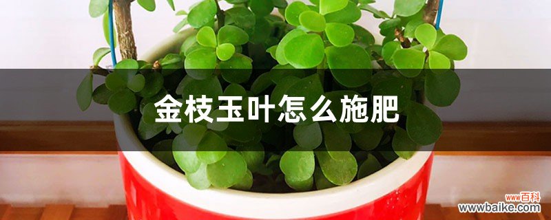 金枝玉叶怎么施肥