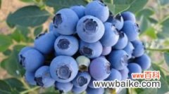 蓝莓种子怎么种