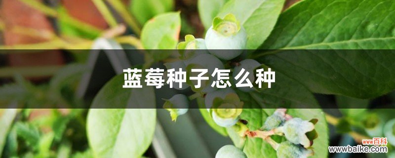 蓝莓种子怎么种