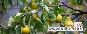 梨树种子怎么种