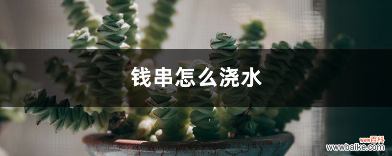 钱串怎么浇水