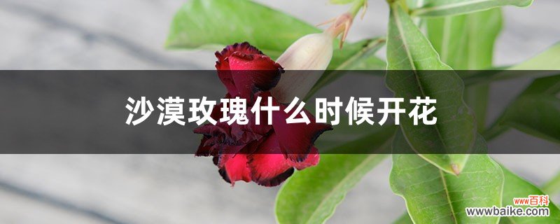 沙漠玫瑰什么时候开花