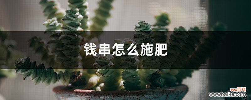 钱串怎么施肥