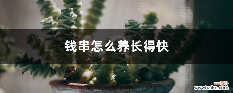 钱串怎么养长得快