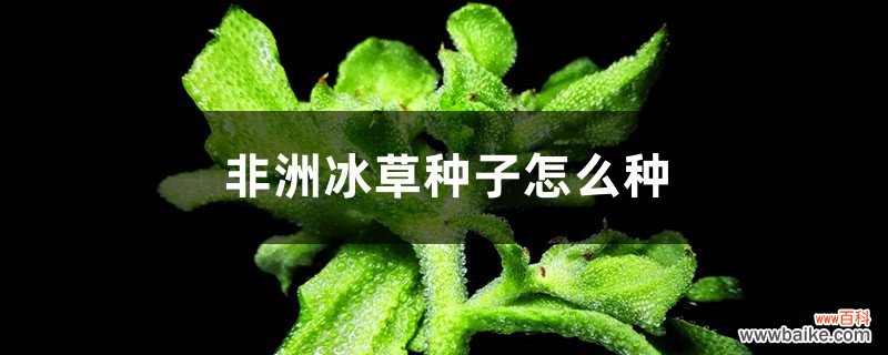 非洲冰草种子怎么种