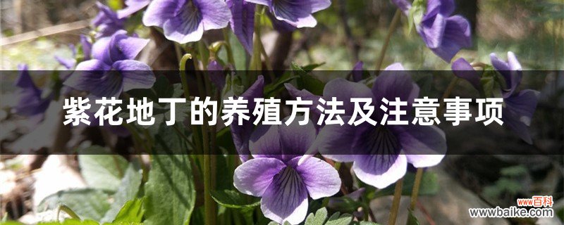 紫花地丁的养殖方法及注意事项