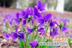 紫花地丁的养殖方法及注意事项