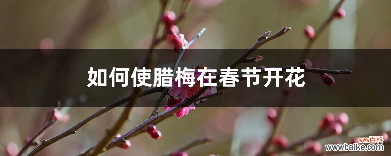 如何使腊梅在春节开花
