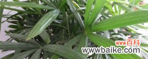 棕竹种子怎么种