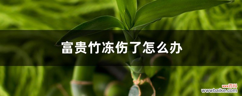 富贵竹冻伤了怎么办