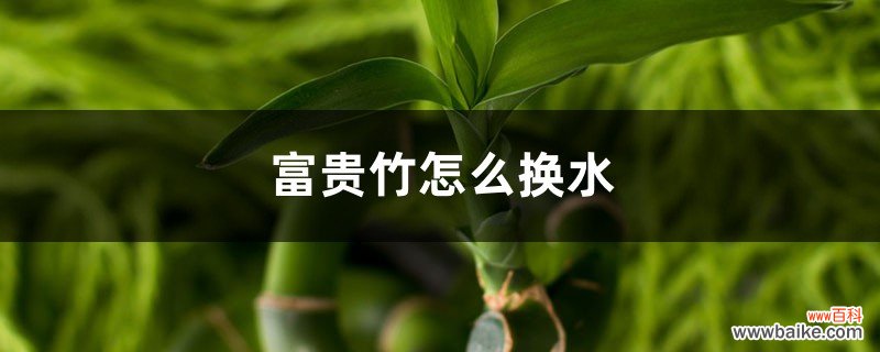 富贵竹怎么换水