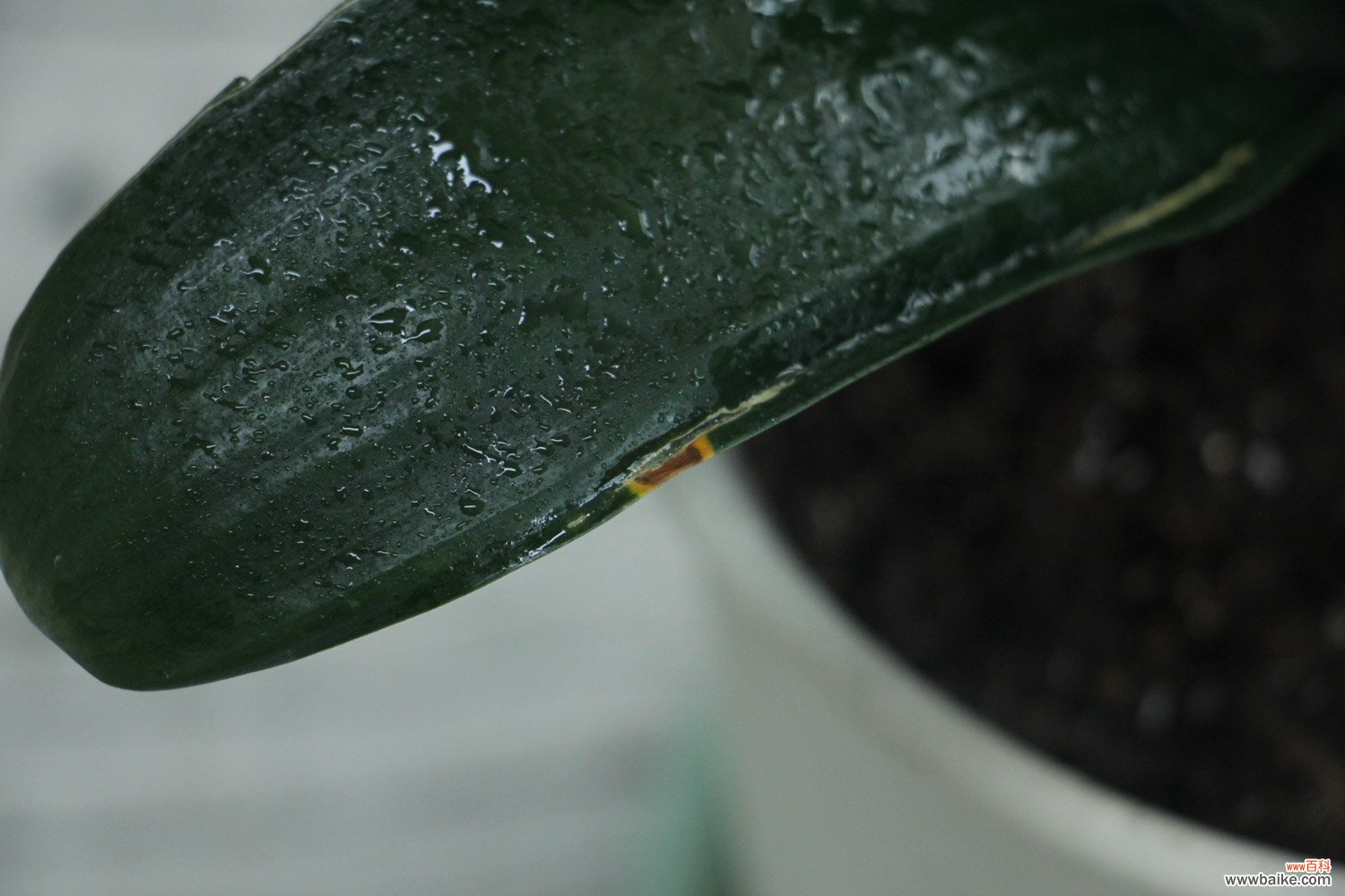 咔嚓1刀，绿萝君子兰…1盆变10盆，3个月就开花！