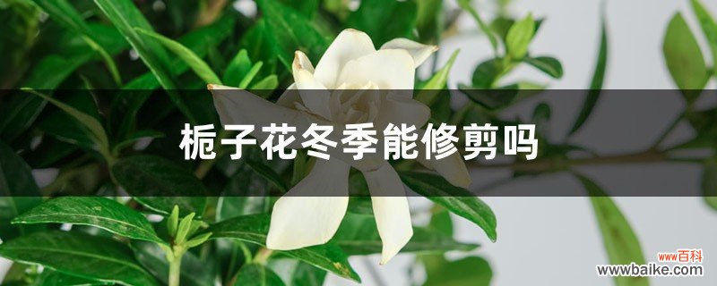 栀子花冬季能修剪吗