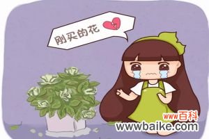 冒死揭秘花市猫腻，这5种花买一盆死一盆，过年买花千万注意了！