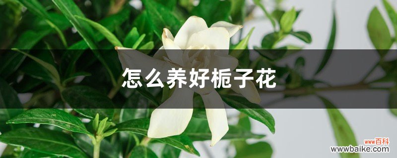 怎么养好栀子花