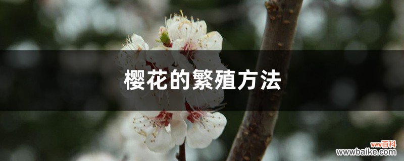 樱花的繁殖方法