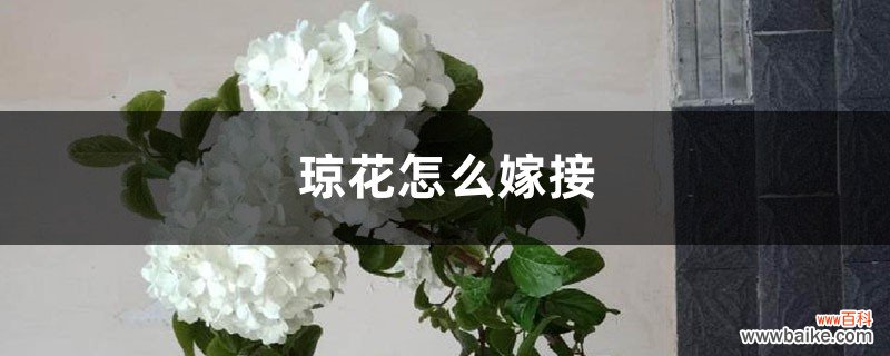 琼花怎么嫁接