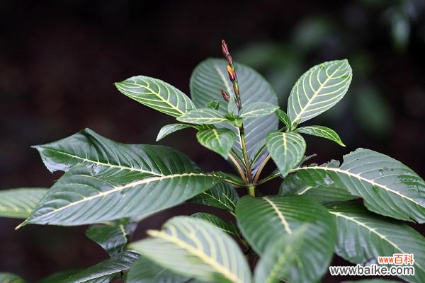 金脉单药花的繁殖方法