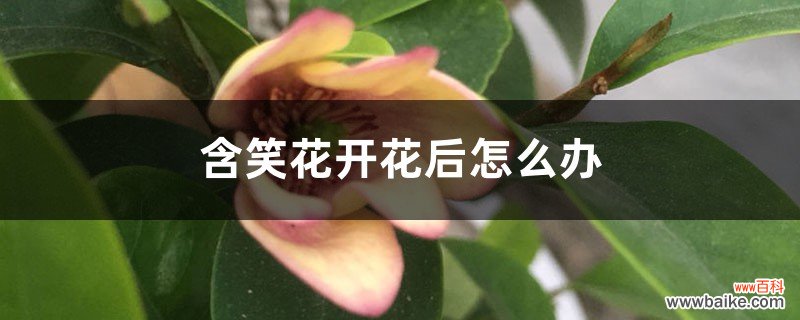 含笑花开花后怎么办