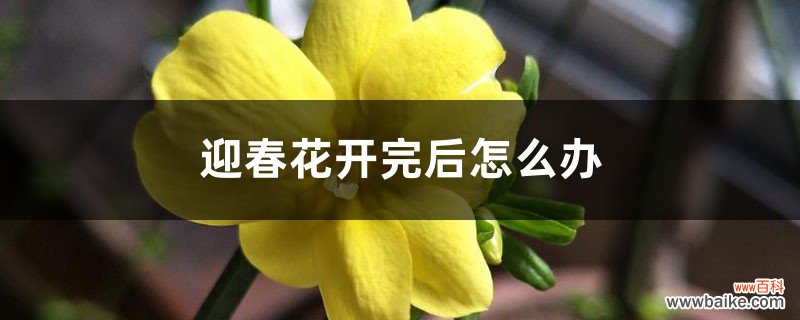 迎春花开完后怎么办